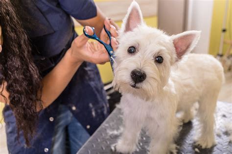 K9 grooming - At A Classy K9 Pet Grooming, we offer a convenient and stress-free Self-Service Dog Wash station for pet owners who prefer to pamper their pups themselves. Our well-equipped station provides everything you need to give your furry friend a refreshing bath and a clean coat. You can enjoy quality bonding time with your pet while we …